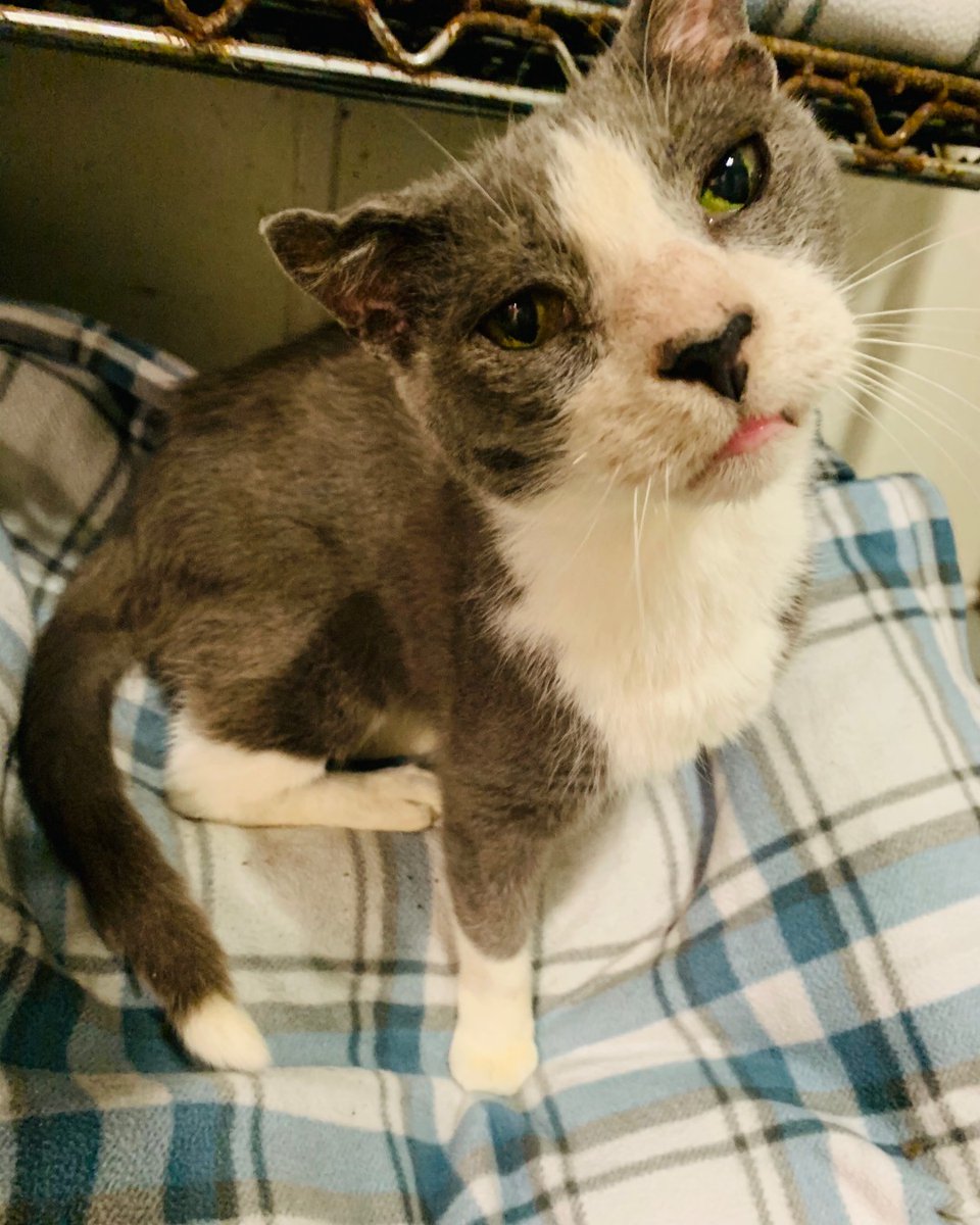 CedarhillAnimal's tweet photo. Romeo, romeo, where for art thou Romeo?
Our resident snuggle-bug is all ready for bed! Show us your bedtime kitties photos~! #catsofcedarhill #romeolovesnaps https://t.co/nNkEFq005A