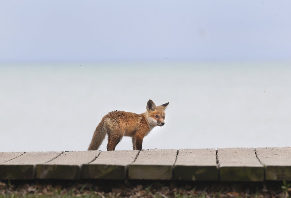 Toronto Star On Twitter Along The Boardwalk On A Spring Day A