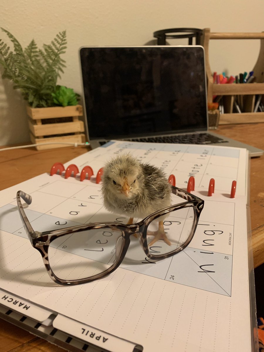 cjwaybri's tweet photo. Hey @VonMiller 👋🏼 My name is Miller and I am enjoying remote learning here in Miss Waybright’s classroom from home. Right now, her class is learning about chicken life cycles and who better to teach them than me, an expert in the field, just like you!🐥Glad you’re feeling better! https://t.co/QPNoYesgeU