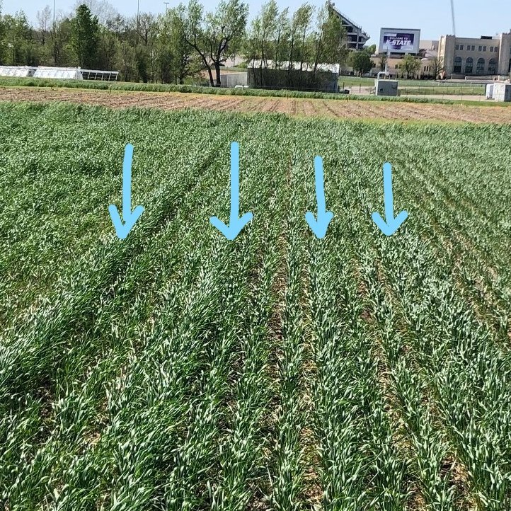 SoilFertilityKS's tweet photo. Phosphorus fertilizer applied with the strip-till 2 years ago for corn still showing in wheat this year. (the previous soybean crop had no P applied). In a corn-soybean-wheat rotation, wheat is always the most responsive to P https://t.co/mLKMAR62UO
