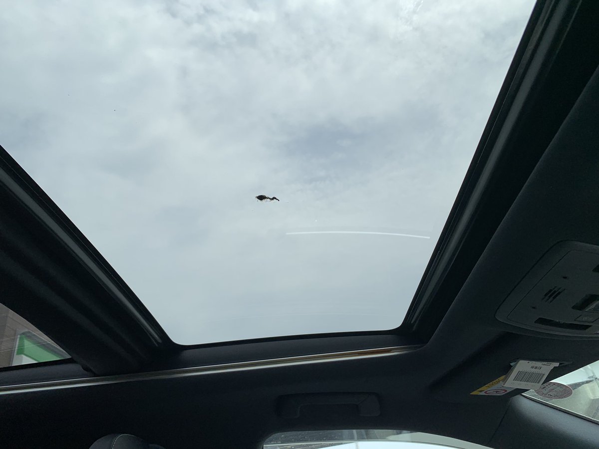 なに、
焼き鳥にして食ってやろうか🦃