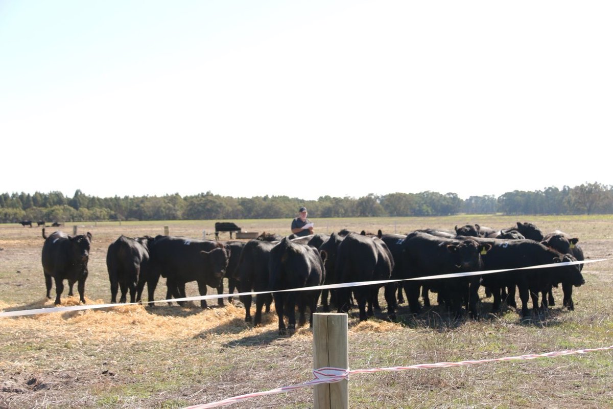 Lawsons Angus tweet media