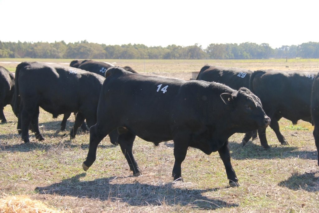 Lawsons Angus tweet media