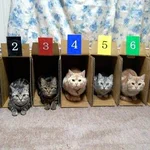 ゲートインした猫ちゃんたち!どの子が一番早い？？？