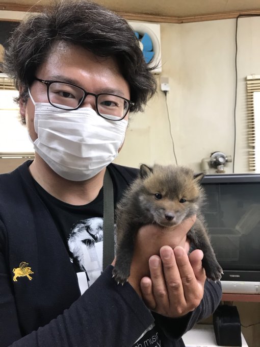 子犬と思って保護したら 実はキツネ 見誤った原因の ベビースキーマ とは 石井万寿美 個人 Yahoo ニュース