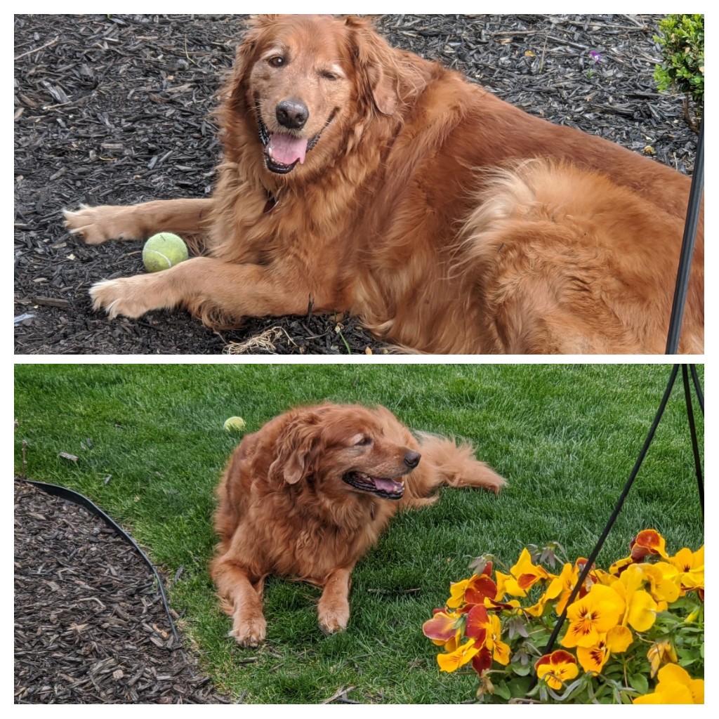 JustGoldens's tweet image. Just a girl enjoying the beautiful weather and her ball!  #Sadie #goldenretriever #springdogs #dogsoftwitter