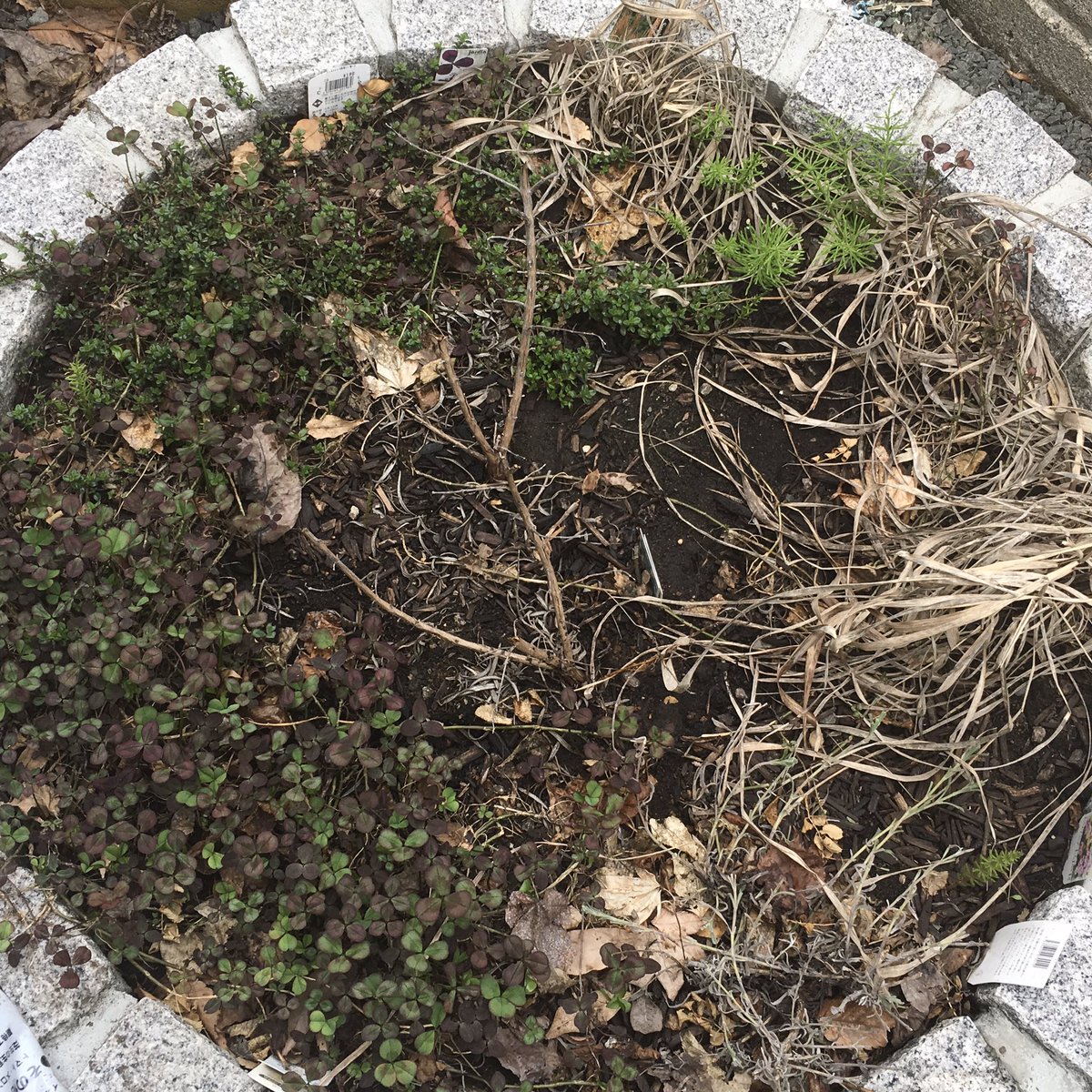 Hiro 鳥世話日記 ローズマリーアープを植えてあったスペース 真ん中 鉢植えもダメだったので ローズマリーの屋外での越冬は諦めた ここにはかわりに別のものを植えようと考え中