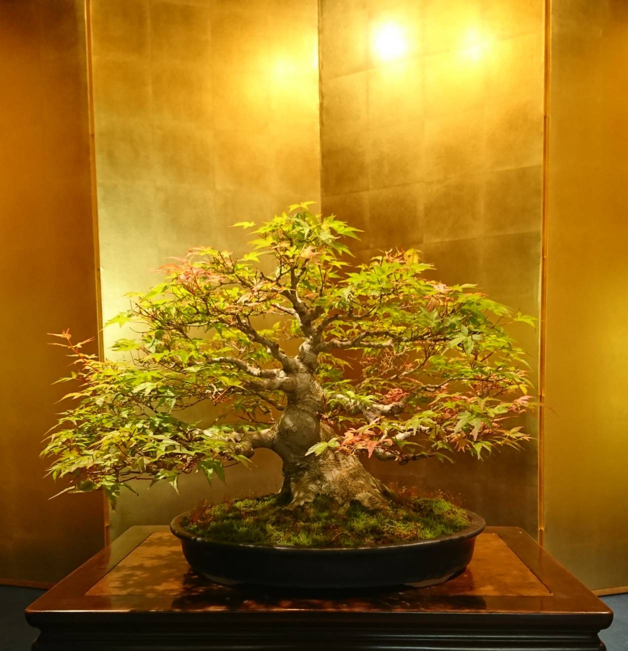 盆栽祭り Twitter Search Twitter