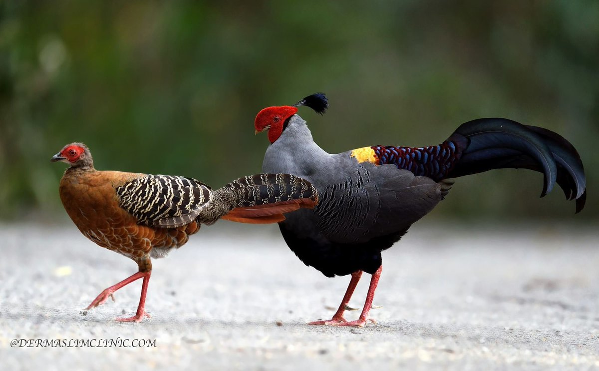 アイドア Idorr タイで国鳥はシマハッカンの 国獣はアジア象 国花のナンバンサイカチ これは多分飛ばないタイプだわ キジ科と象