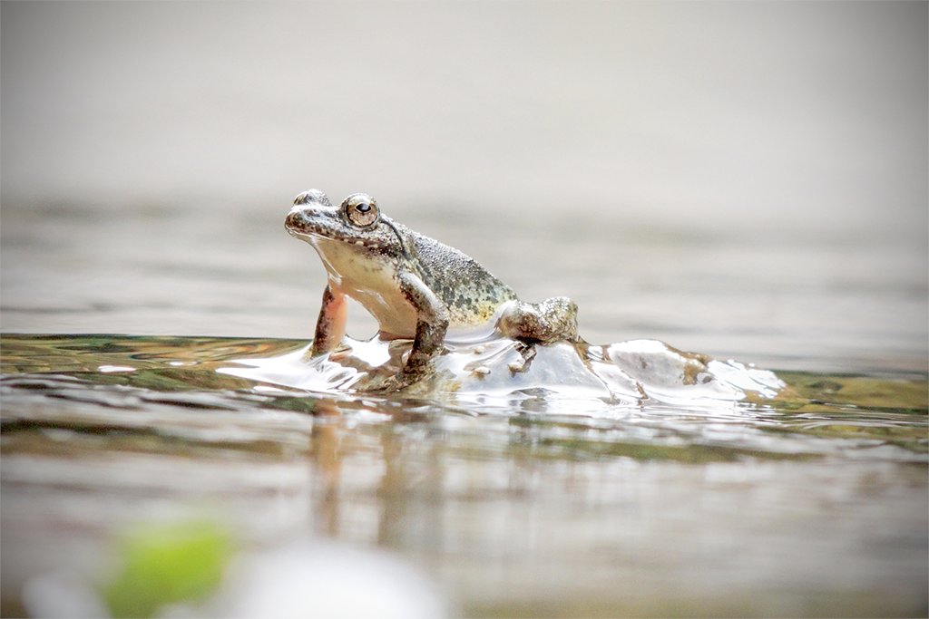 日本で一番きれいな声で鳴くカエル カジカガエル Frog Sing The Most Beautiful Voice In Japan Youtube
