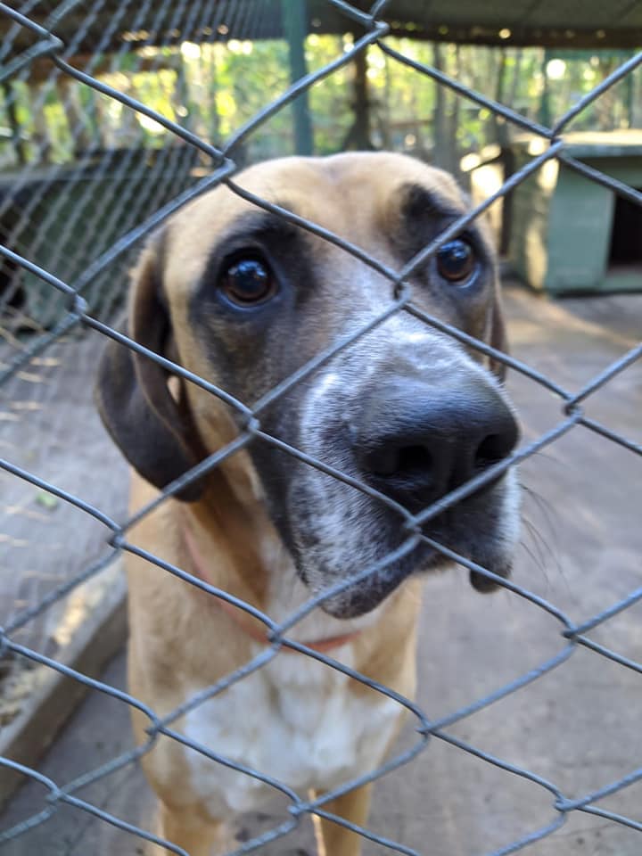 ComoNoAdorarlos's tweet photo. IVAN 💙🙏💙 ES UN PERRAZO PURO AMOR‼️💔 NECESITA ALGUIEN QUE LO ADOPTE ...ES MUY CARIÑOSO SIN EMBARGO SU VIDA TRANSCURRE EN UN CANIL DE REFUGIO PALOMAR Contacto 1550025060/ 1544465690 @_ACPLA Mirá su abrazote 🤗en👇 videíto https://t.co/UUC7WCEFsM RTXFA @soyleomontero https://t.co/RSAuKFeENg