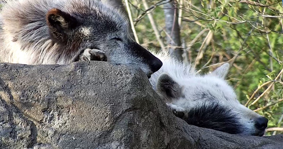 nywolforg's tweet photo. Adopt the pace of nature. 
Join Zephyr and Alawa right now via live webcam ➡️  https://t.co/wqnnv6bren https://t.co/cGfpJjzI9e