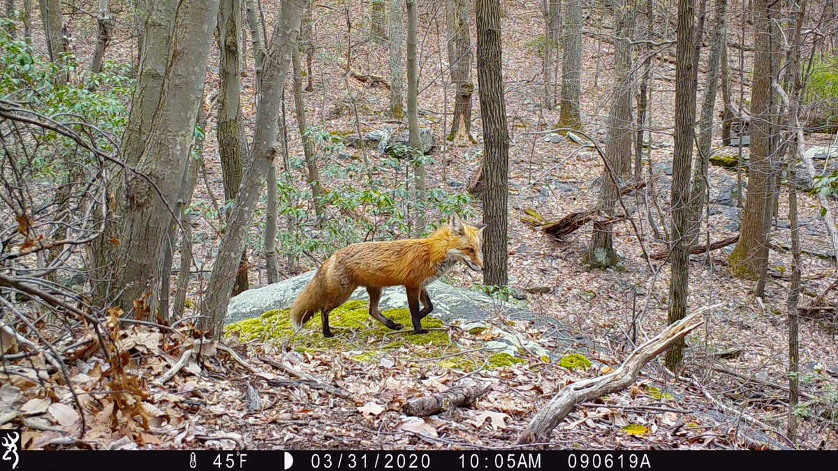 CamDressel's tweet photo. Got to take a hike and check some of the trailcams today https://t.co/5Rz5BdMR47