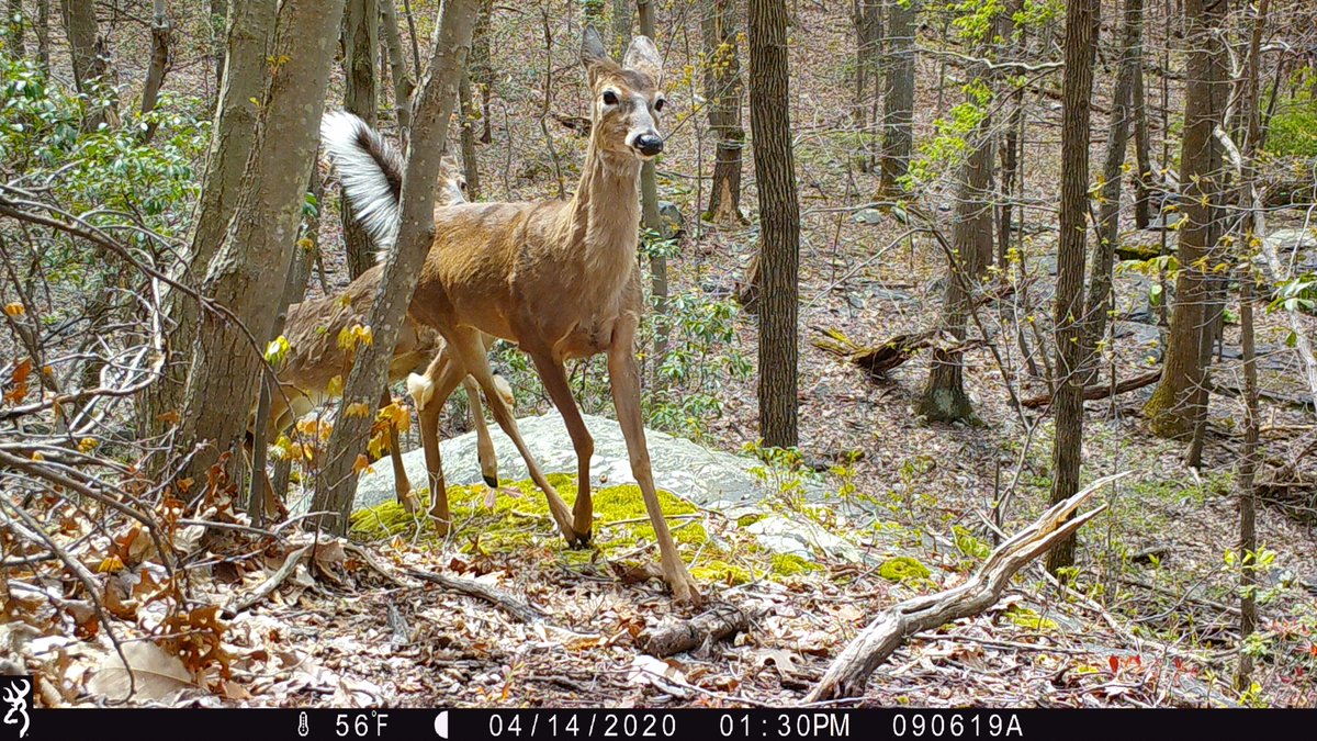 CamDressel's tweet photo. Got to take a hike and check some of the trailcams today https://t.co/5Rz5BdMR47