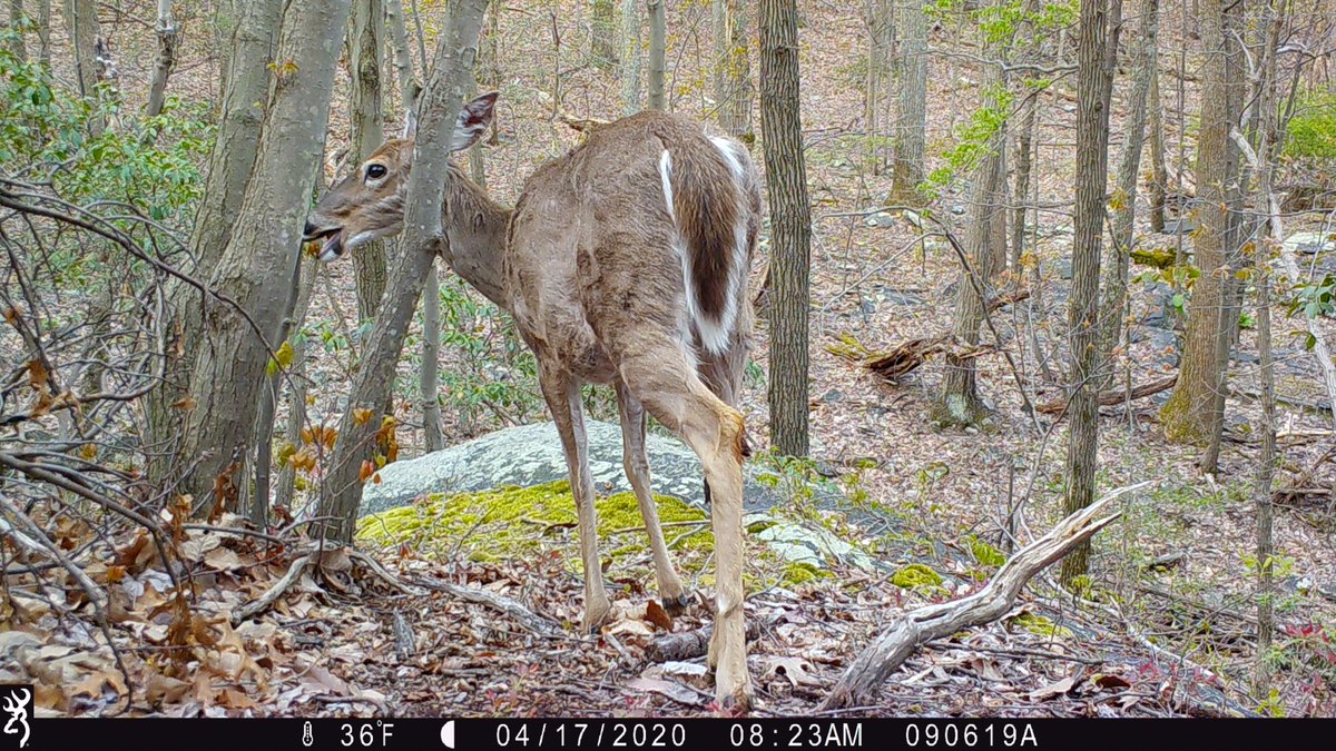 CamDressel's tweet photo. Got to take a hike and check some of the trailcams today https://t.co/5Rz5BdMR47