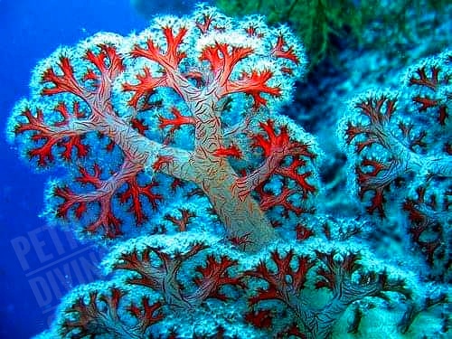 petrdivers's tweet photo. #softcoral #very #soft #reallyamazing #great #wow #fantastic #scubadiving #fabulous #photooftheday #unbelievable #nice #colorful #redsea #aqaba #scuba #amazing #magnificent #gourgeous #incredible #top #look #howamazing #beautiful #petradivers #petradivingcenter #scubatravel https://t.co/9KMv3WWhpJ