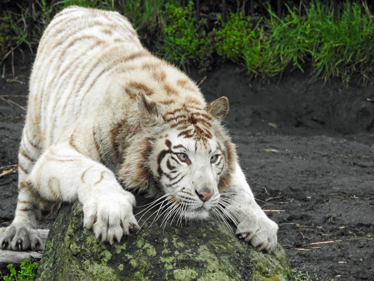 تويتر アフリカンサファリ 公式 على تويتر どうぶつたちの おうちじかん 休園中も元気です カッコイイ爪とぎポーズを研究中のようです 笑 動物 おうち時間 どうぶつたちのおうちじかん どうぶつのおうちじかん アフリカンサファリ 休園 トラ تويتر アフリカンサファリ 公式 على تويتر どうぶつたちの おうちじかん 休園中も元気です カッコイイ爪とぎポーズを研究中のようです 笑 動物 おうち時間 どうぶつたちのおうちじかん どうぶつのおうちじかん アフリカンサファリ 休園 トラ