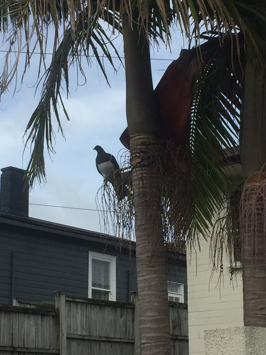 BikeAKL's tweet photo. @shanegallagher0 Our #BackyardBikeCount became a bit of a #FrontyardBirdCount, too.

During Level 4, the #1 thing people noticed while doing walk/bike/drive tallies on their street? "BIRDS!"*

*including this impressive kererū, on busy-with-people Hinemoa St in Birkenhead.

And in Level 3? CARS. https://t.co/fbUK6mEWun