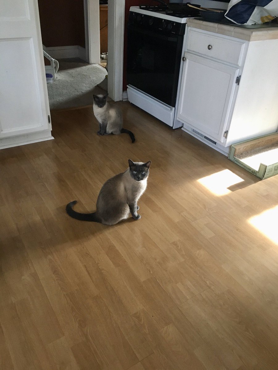 Went for a walk. Didn’t meet a single cat. These three will have to do.