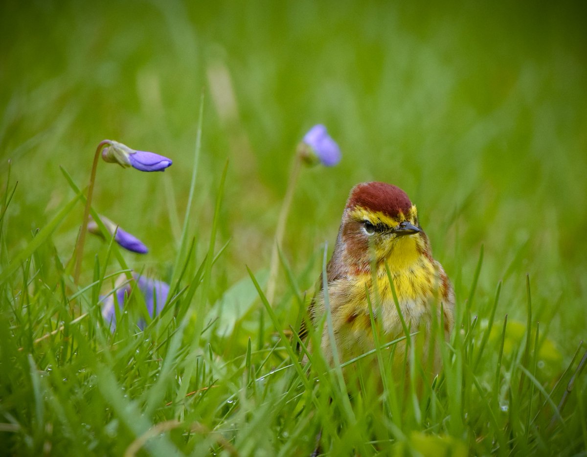 'You belong among the wildflowers.' 🎶
#palmwarbler #spring #migration #april2020 #warbler #ohionature #naturelovers #bird #birdwatching #wildlife