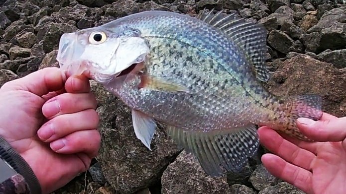 migratory_game's tweet photo. Spending time with friends and family. Went crappie fishing with dad and jonny we had a blast! Check it out 👇
https://t.co/lXPX9GG5bf https://t.co/O3c6mmGgre