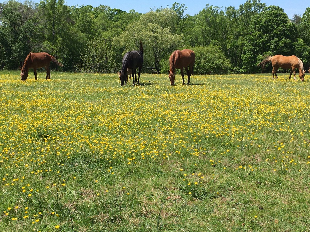 Saturday social distancing: a walk on Leonard’s family home place.  Love the beautiful house and all the old barns and buildings through the property!