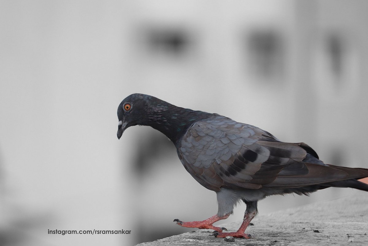 a_london_pigeon's tweet photo. MT Ram Sankar @Ramsankar_c
📷  Chennai #TamilNadu #Bay_of_Bengal #india #lockdown_extended https://t.co/wasfkS5juY