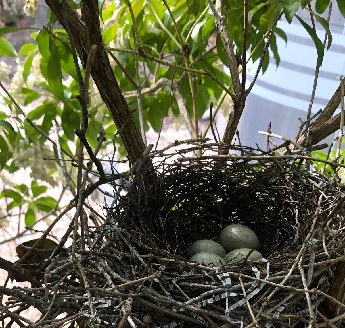 Eric Mcclure Blue Jay Update At Least Four Eggs Photo Lumimichelle