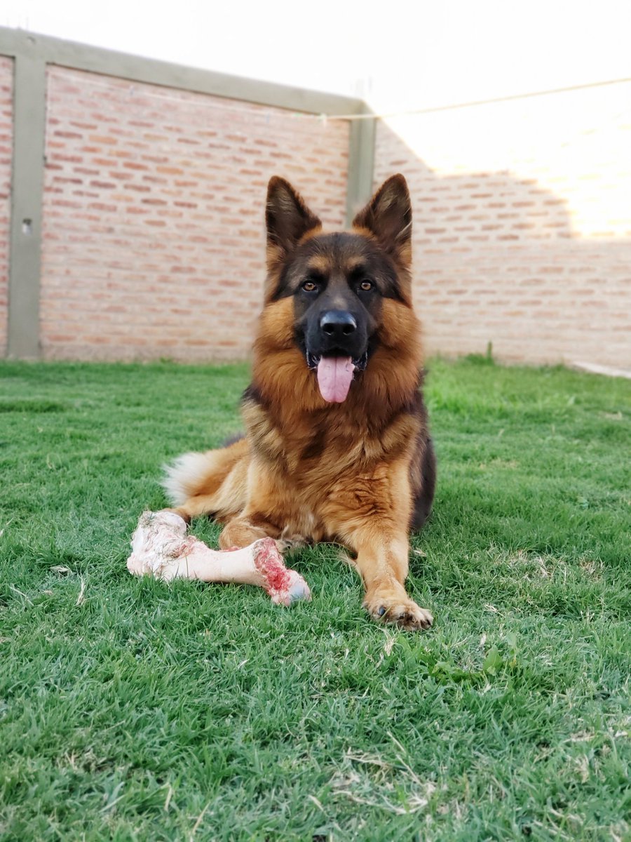 pastortour's tweet photo. Aquí está el rey de la casa con uds. Mi noble Fox 🐕🐺🐾
.
.
.
.
.
#myfox #Ovejero #PastorAleman #TheGuardianFox #Fox #GermanShepherd #Cuarentena #EnCasa https://t.co/hHSIkXufDW