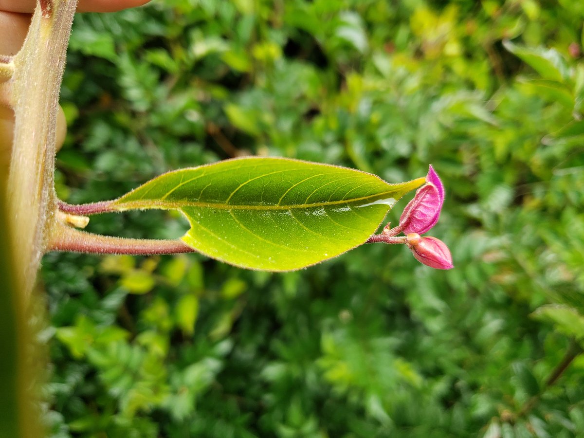 FlowervineMom's tweet photo. Leaf cutter bees are busy again in my yard. They like my bougainvillea leaves and rose leaves too. 
.
#bees #leafcutterbees #NatureEducator #GardenEducator #GardenTeacher #busybees #engineers #architects #nature #naturelover #backyardfinds #wildlife https://t.co/OiardzRAhw