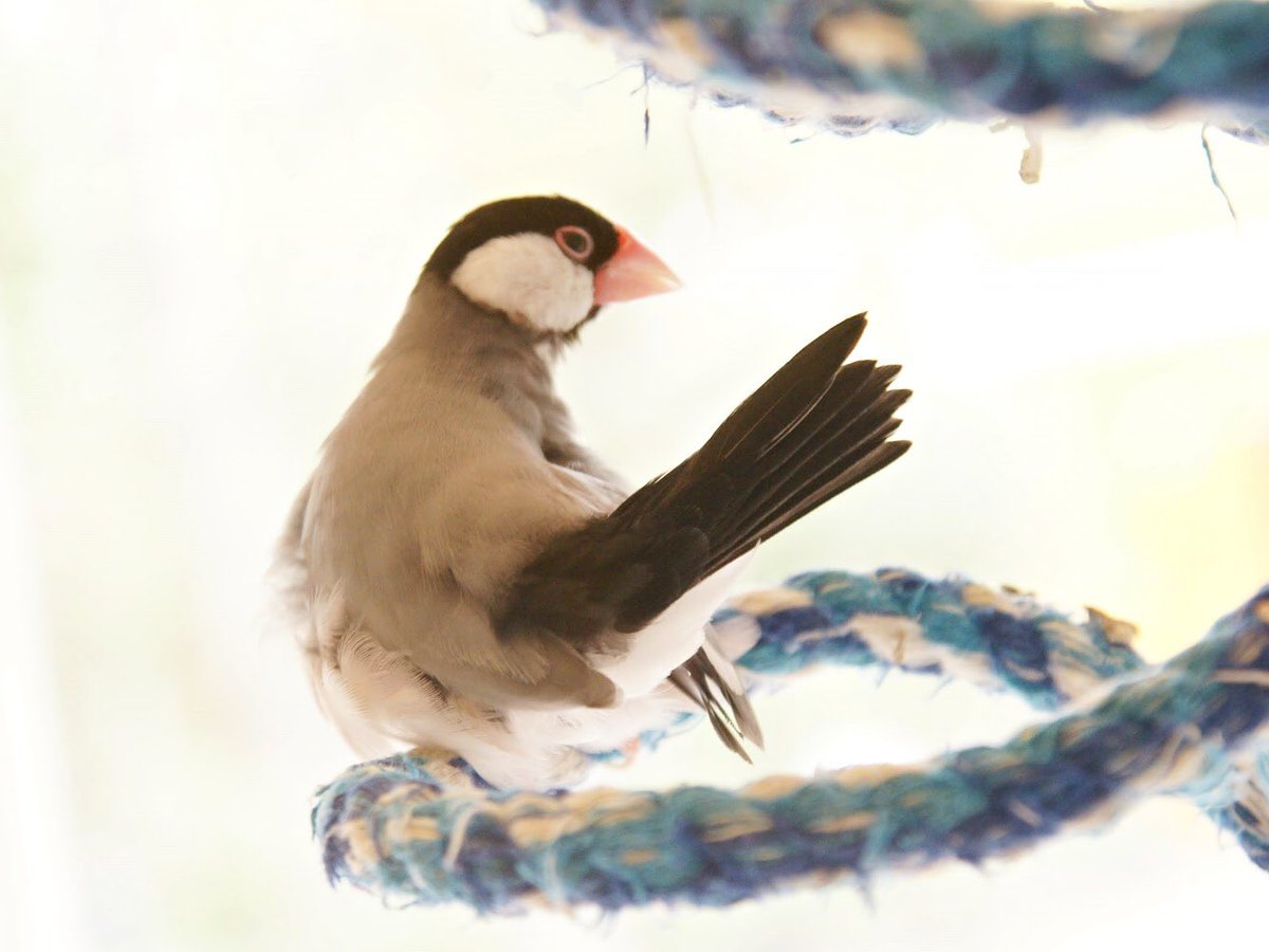 おしゃれ中(羽繕い中)に失礼しました！
吉祥寺のことり46
#文鳥 #ことりカフェ #ことりカフェ吉祥寺 #ことりカフェ吉祥寺での思い出