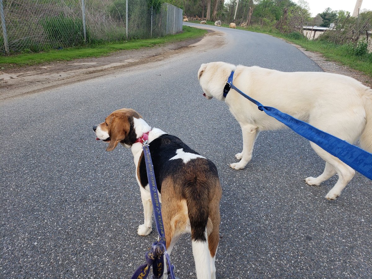 DawnWhiteNews's tweet photo. What did you do on this beautiful day? It was the perfect day to take the fur children on a five-mile walk. 
#DogsOfQuarantine #DogsofTwittter #outdoorfun #beagle #beagles #labradorretriever #labrador #GermanShepherd #GSD #labrashepherd https://t.co/umHUC3bUTH