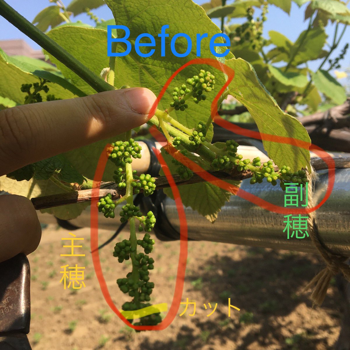 市川 晋 市川農園 ブドウ 房切り 尻止め キャンベルの花芽整理をしています 一つの花芽から主穂と副穂の2本が出ているので副穂の方を切除し 主穂の先端をカット 尻止め する事で一粒一粒を大きくさせます 海老名 市川農園 キャンベル 市川 晋 市川農園 ブドウ 房切り 尻止め キャンベルの花芽整理をしています 一つの花芽から主穂と副穂の2本が出ているので副穂の方を切除し 主穂の先端をカット 尻止め する事で一粒一粒を大きくさせます 海老名 市川農園 キャンベル