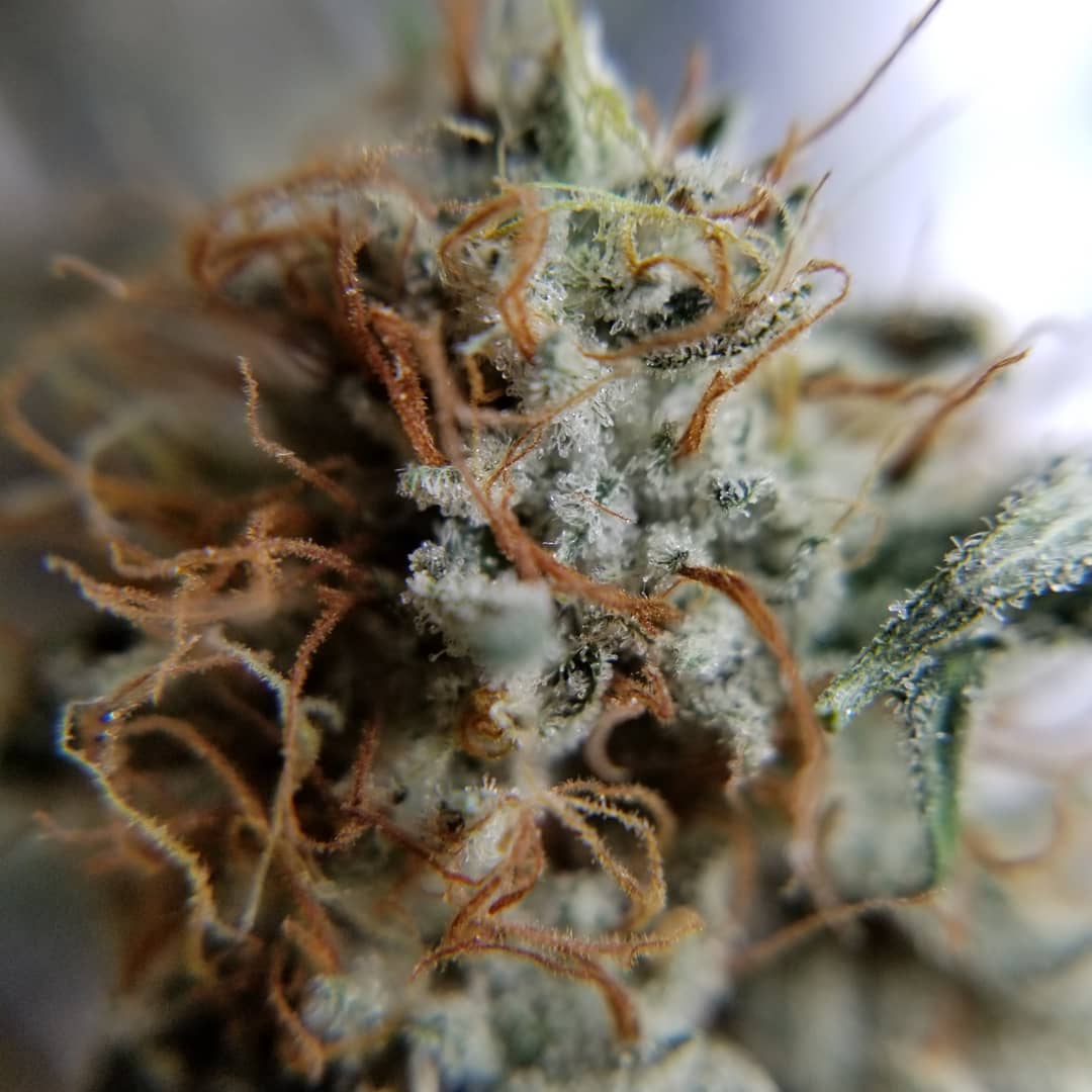 AndYanke's tweet image. 420 Stunners in California can't miss it when I got my shits .. mrgreenbuds626@gmail.com hit me