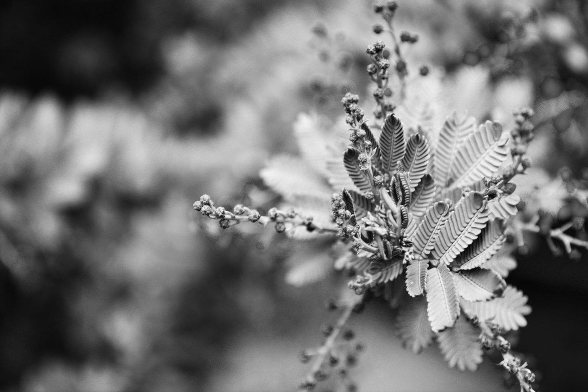 UltraLuciel's tweet photo. As you wanted to live you wanted to die... Then suddenly oppened like a flower.
•
•
•
•
•
#blackandwhite #monoart #monochrome  #monocromo  #bnwmood #memories #plant  #flower #art #walking #find #streetphotography
https://t.co/zzzed20rVP https://t.co/3RL6nfr4pe