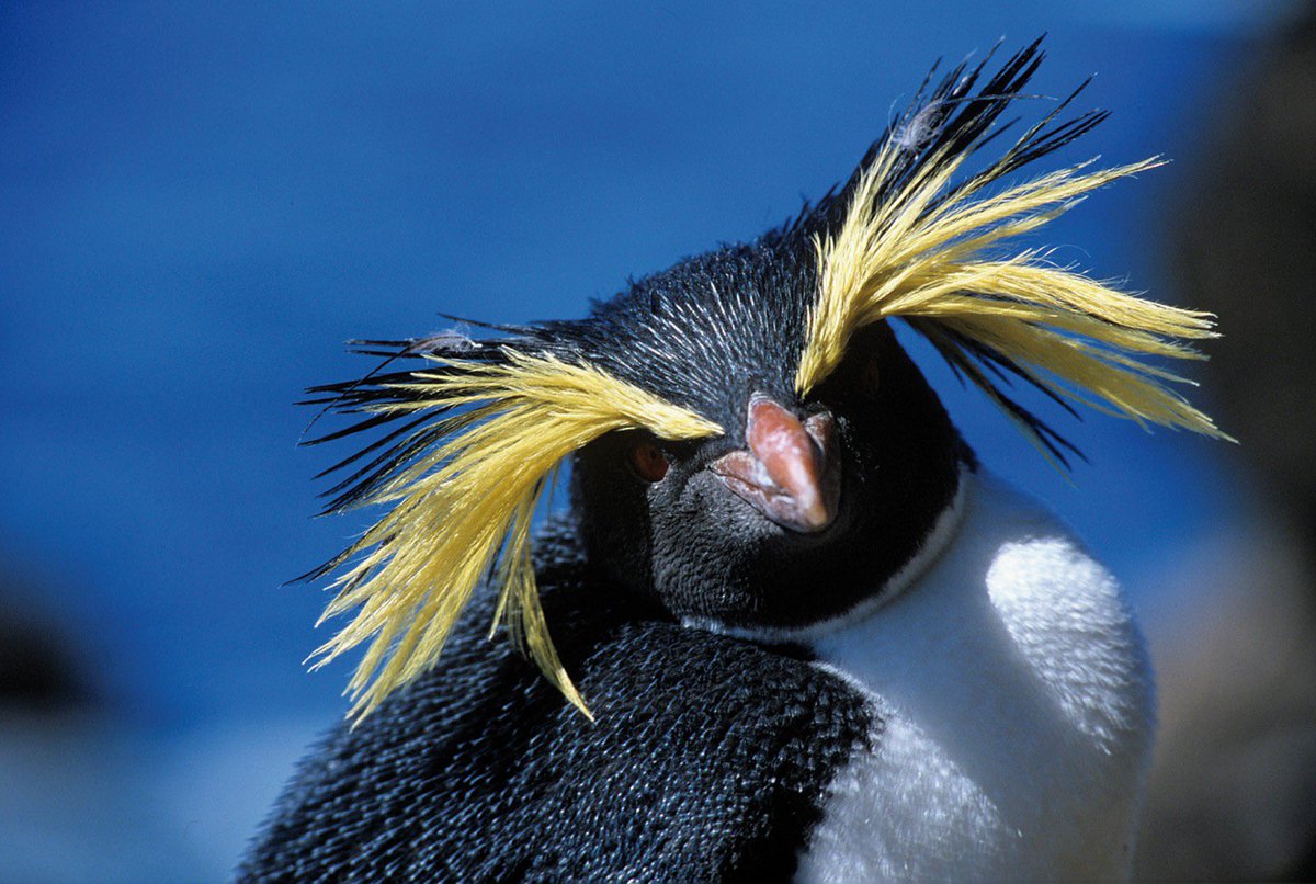ivanvega86's tweet photo. Voten por Northern Rockhopper Penguin  🐧 de @NatureTristan ⬇️ https://t.co/cgReXV0UHl