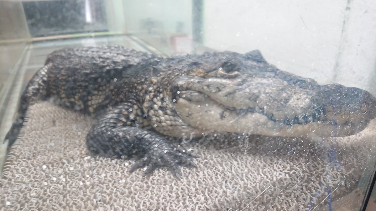 ユリエ おはよう さっき見たら水没してたけどちょうど上陸 寝てるの見たことないけど ほんとにワニは寝ないのかな それとも目開けたまま寝てんの 最小種のクロコダイルはニシアフリカコビトワニですが おそらく一般人には手に入りません ワニは全て