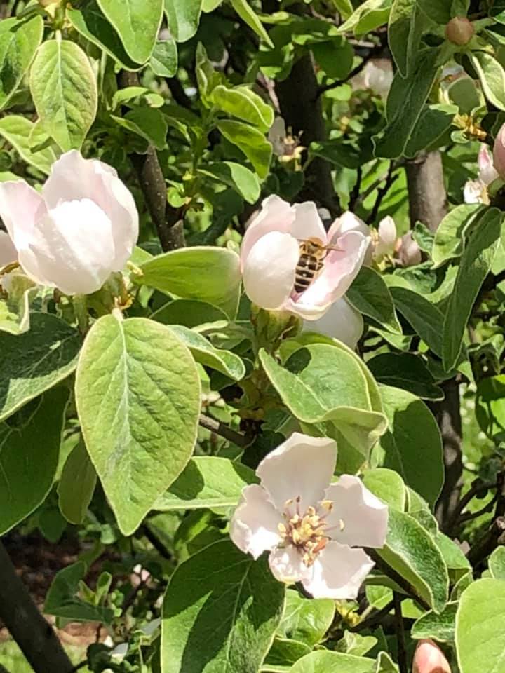 Quince Essential tweet media