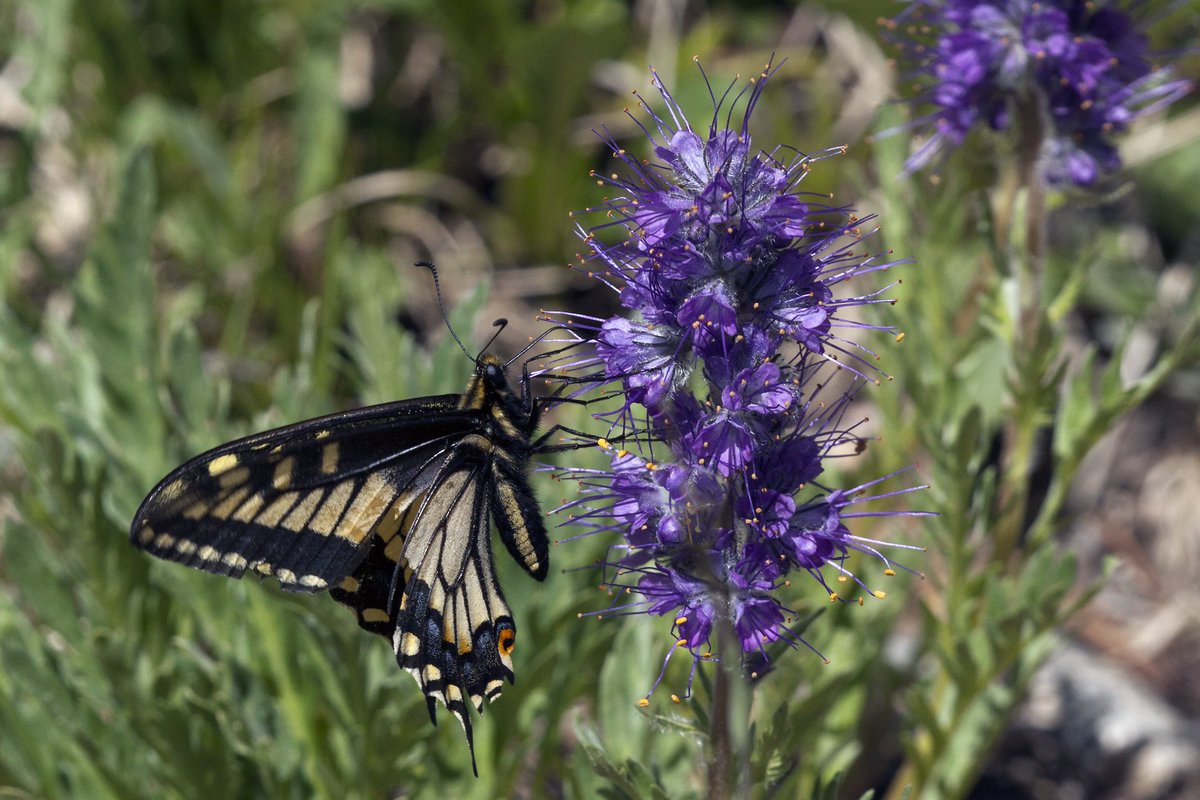 ColoradoNPS's tweet photo. #PollinatorSaturday Silky phacelia photo from Univ of Colorado, Boulder.  Pollinator webinar Sat, May 30th 9:30-11:30
Register at https://t.co/K1oIlEDONZ -Discount for members, so why not join and enjoy many other benefits- Aquilegia and eNews, local meetings, field trips, more.. https://t.co/Ix29hvwE6r
