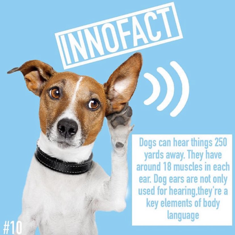 innovetpet_'s tweet photo. Did you know? #InnoFact #CbdForPets #InnovetPet #AdoptDontShop #Dogs #Cats https://t.co/2Qmx9tV0qX