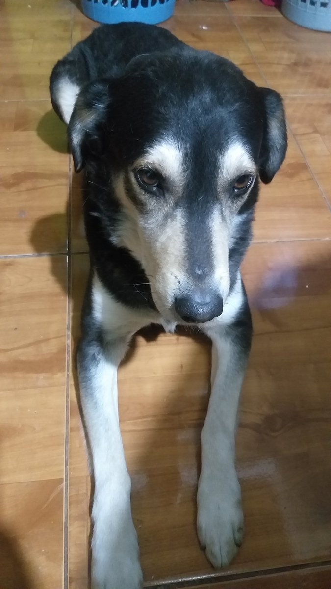 ElenaEscal's tweet photo. #MIDULCECOMPAÑÍA #MIAMADISIMOSAM GRACIAS POR ESTAR A MI LADO, ERES BELLO. #CuidemonosEntreTodos 🐶🐶🐶🐶🐶🐶🐶🐶🐶❤❤❤❤❤❤❤❤❤🐕🐕🐕🐕🐕 https://t.co/SL8dMGmdhW