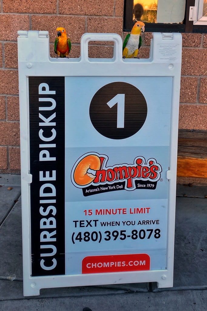 DixieTheCaique tweet media