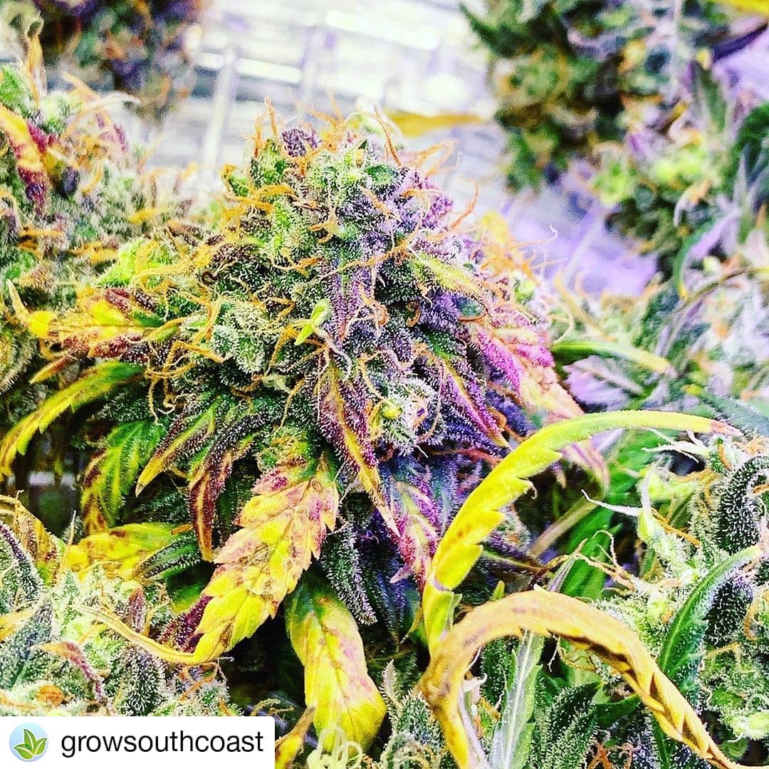 AndYanke's tweet image. Any taste of my shits ya gone .. mrgreenbuds626@gmail.com