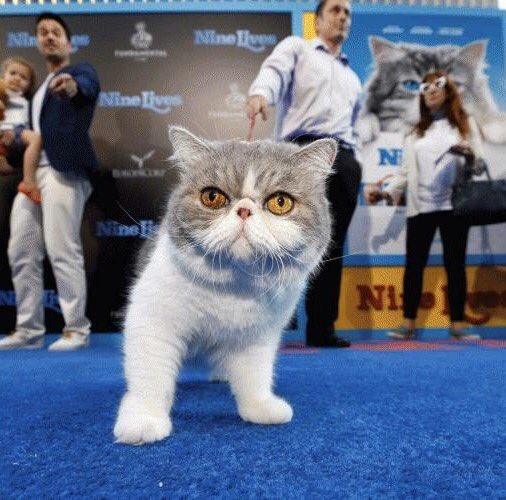 squishdelish's tweet photo. @chrissyteigen I walked the red carpet at the Chinese theater in Hollywood for the Nine Lives movie premiere. My cats were and I escorted them. https://t.co/VA9bUjn0Ha