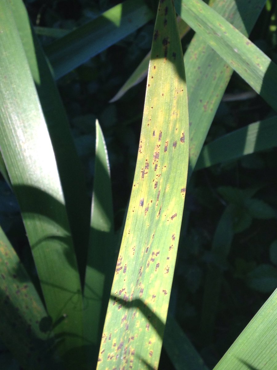 Rust and something else on an iris. #IYPH2020 #PlantHealth #plants