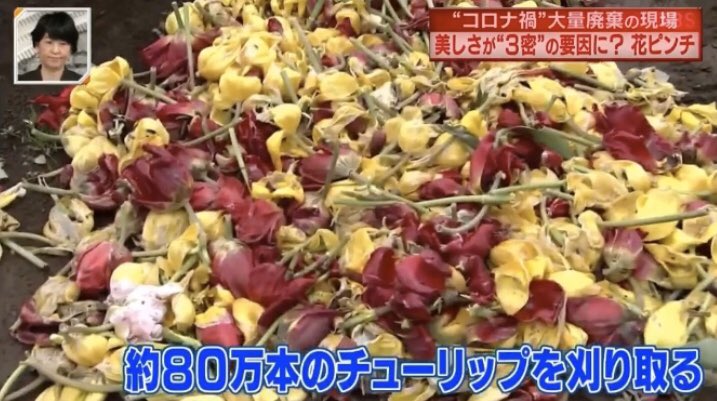 saori_907's tweet photo. 連日コロナの影響で大量に廃棄せざるを得ない作物の報道大変心苦しく思います

オンラインショップ #フラワーサイクルマルシェ は開設20日目にして トータル購入者1500名を超え、5万本以上の花を救えています！
https://t.co/Kk3uZsWw88

お困りの花農家さんがいらっしゃいましたらお声がけください！ https://t.co/2nLXcev8oU