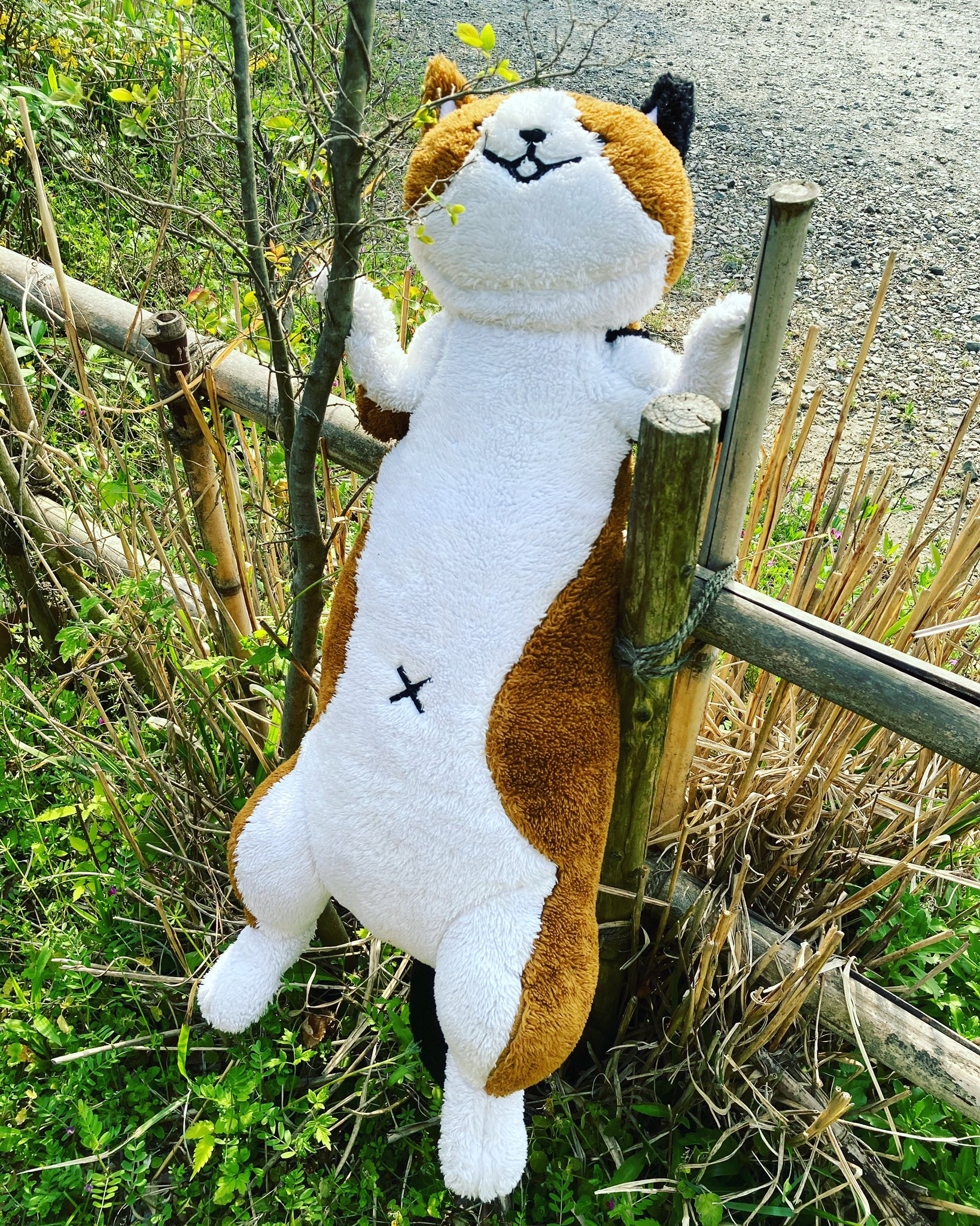 ট ইট র 公式 猫と茶道具 青峰堂 せいほうどう にゃん太添い寝ぬいぐるみ で検索すると幸せな世界が広がっているのでみなさんも癒されてください T Co I6tz38ckvq ট ইট র