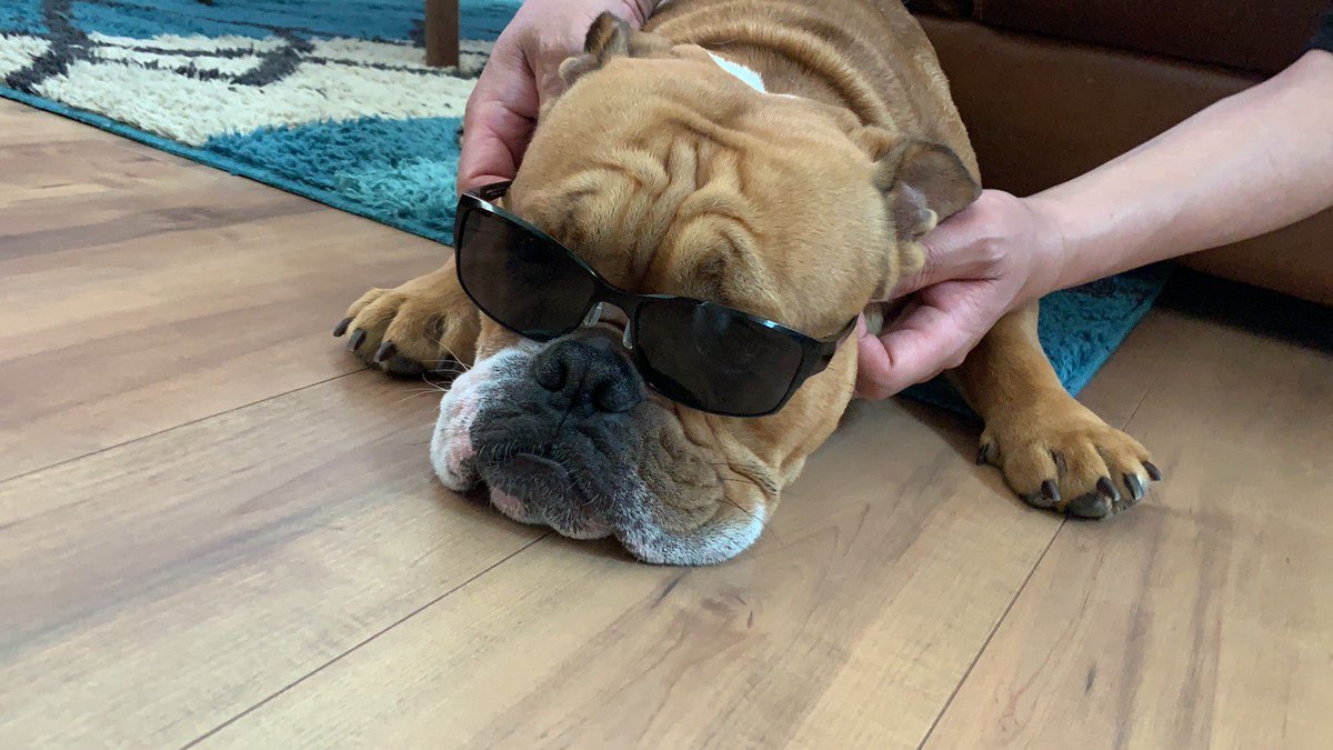 boss24454526's tweet photo. 今日は紫外線が強いからサングラス👍笑
#ブルドッグ
#dog
#サングラス https://t.co/xGT3L7hcpH