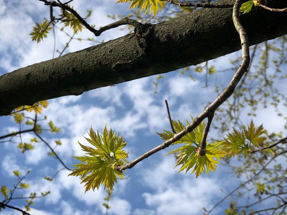 These new maple leaves and I enjoyed the warm May sun today.