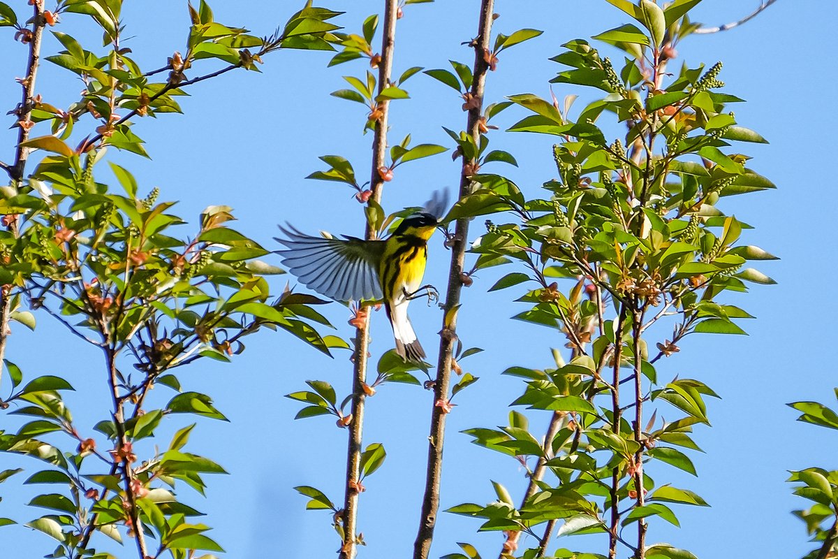 loveworld01's tweet photo. today was amazing the Hooded warbler was in the Loch Magnolia by the blockhous, Parula all over and my first orchard Oriole! @BirdCentralPark #birdphotography #birdwatching #bird #springmigration2020 https://t.co/ofy0LGfska